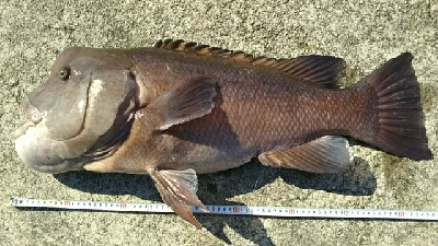 モンスターハント