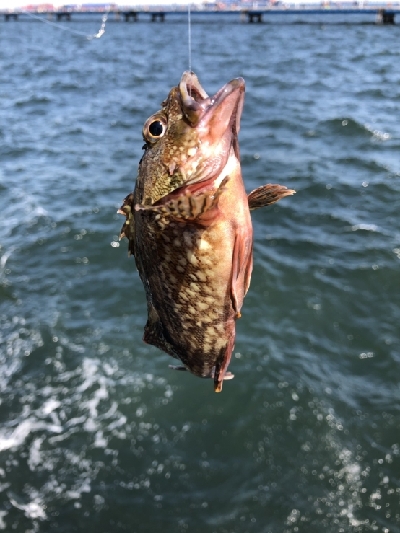 カサゴとカレイ