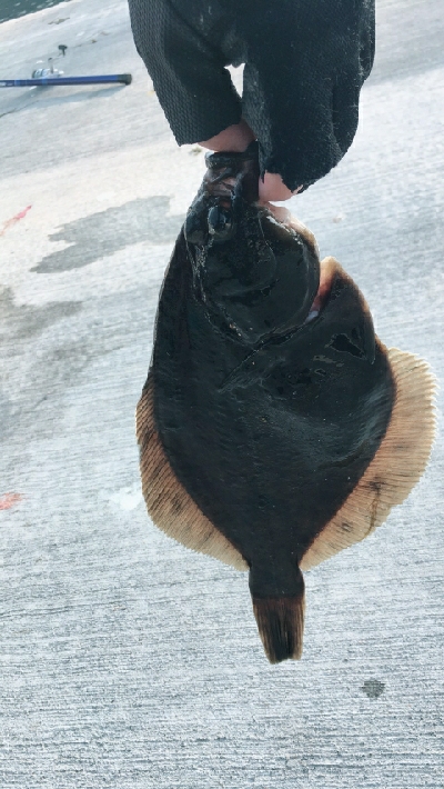 カレイに会いに2