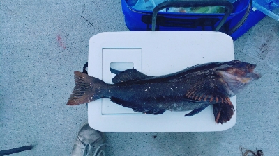 投げ釣りとルアー