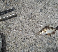 4/29釣果 残念な釣果でした。