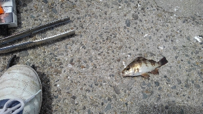 4/29釣果 残念な釣果でした。