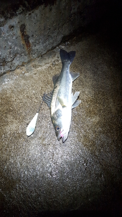 サーフシーバス