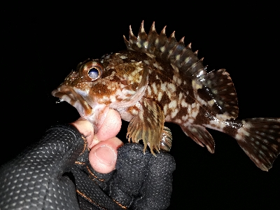 サイズが出ない...