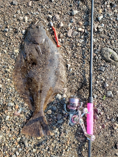 桜島サーフ釣行