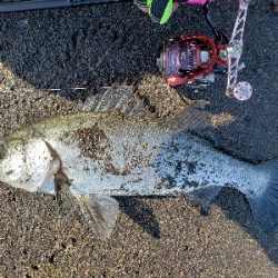 桜島サーフ釣行 初ヒラスズキ