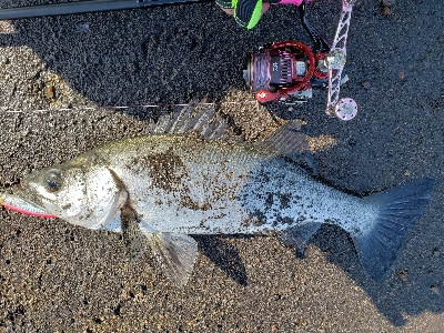 桜島サーフ釣行　初ヒラスズキ