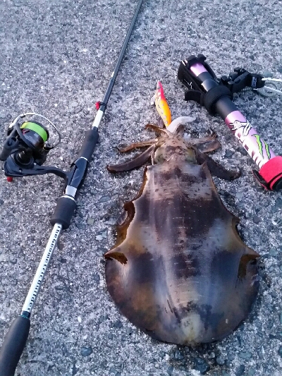 中紀アオリイカ調査