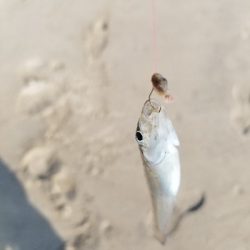 先月のリベンジです