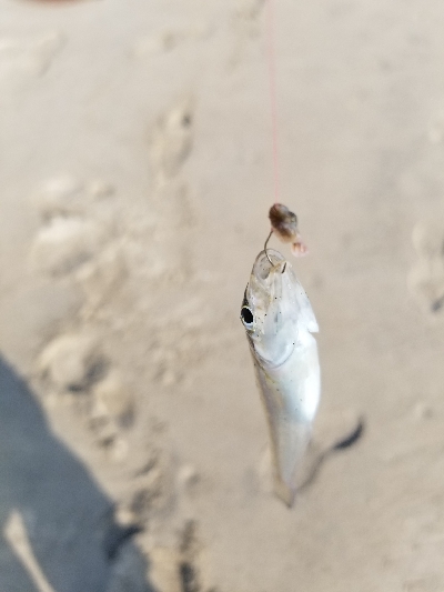 先月のリベンジです