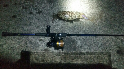 アオリイカはまだ…