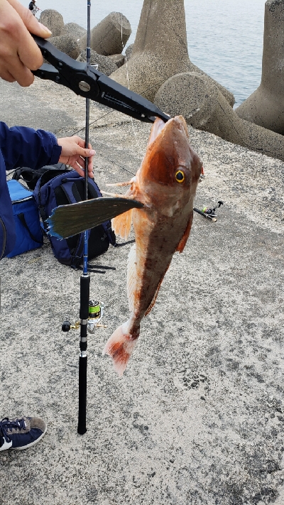 ホウボウ46センチ