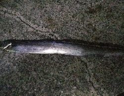 タチウオ　ウキ釣り