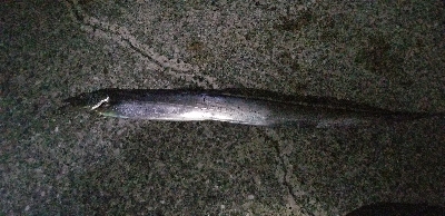 タチウオ　ウキ釣り