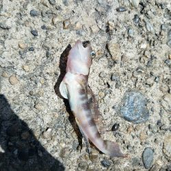 キス釣り　～色々苦戦した。。～