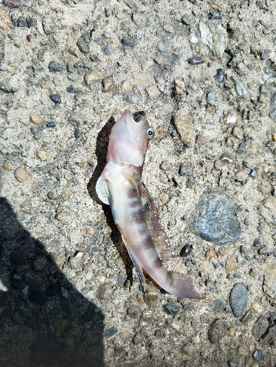 キス釣り　～色々苦戦した。。～