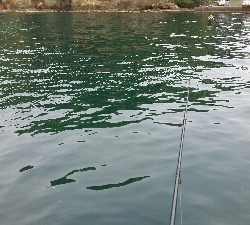 エギング甲イカ一杯！