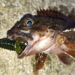 ディがシリング