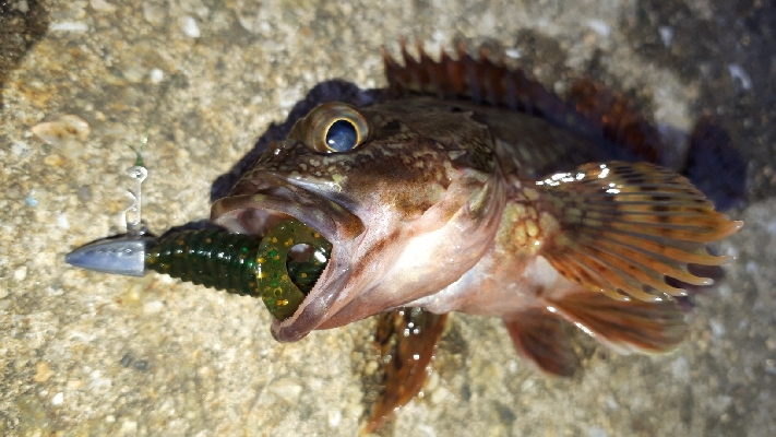 ディがシリング