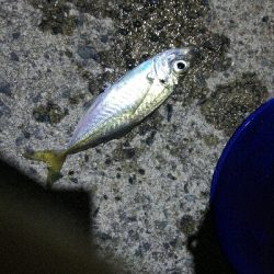 2019年4月6日釣行in岐志漁港