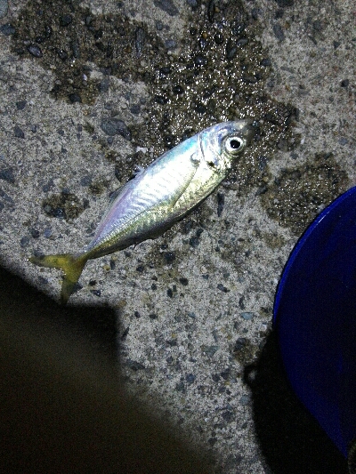 2019年4月6日釣行in岐志漁港