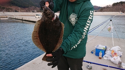 カレイに会いに