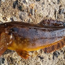 カサゴばっかり