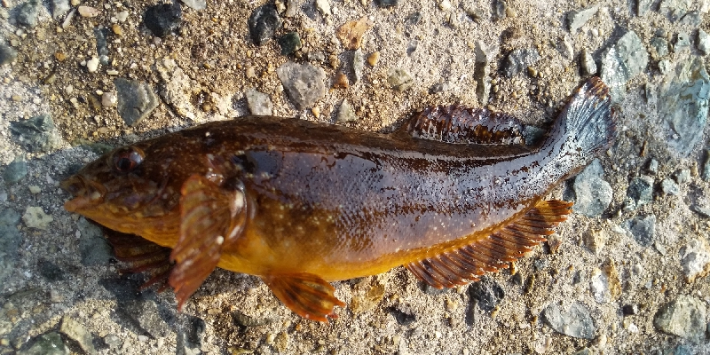 カサゴばっかり