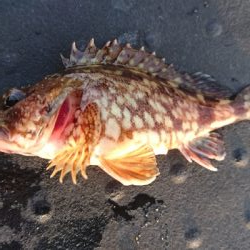 ダメダメでした。