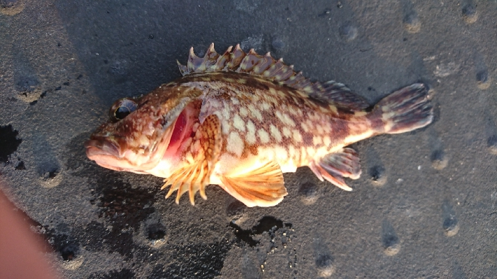 ダメダメでした。