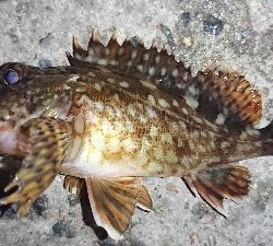 久々にホームへ