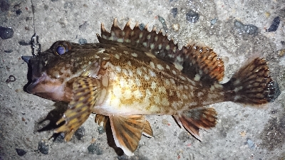 久々にホームへ