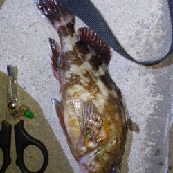 アジをさがしに。