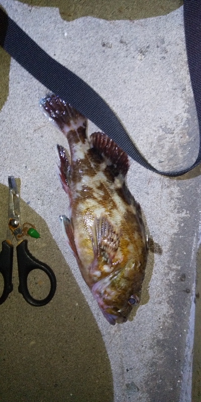 アジをさがしに。