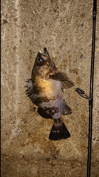 今夜もメバリング。