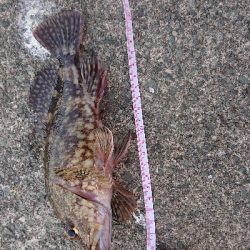 今年初の食べれるお魚