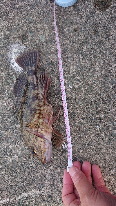 今年初の食べれるお魚