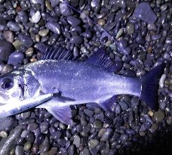 県南サーフでヒラセイゴ