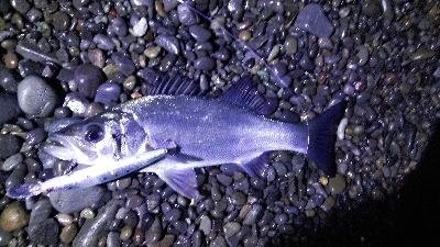 県南サーフでヒラセイゴ