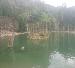 朽木渓流魚センタールアーフィールド