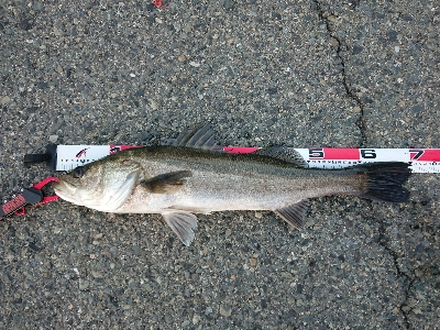 ええ引きしてまっせ～