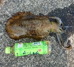 アオリイカの大型と思ったのに！