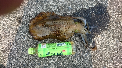 アオリイカの大型と思ったのに！