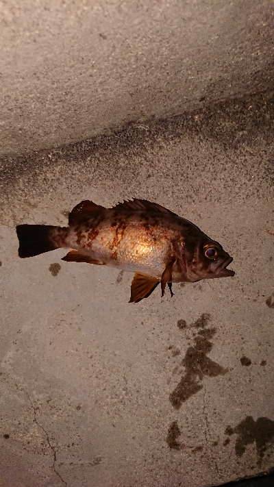 プラッキング縛り