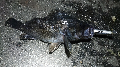 ４月１１日(木)、ルアー釣り