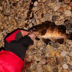 期待はずれメバリング