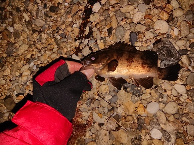 期待はずれメバリング