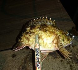 アジを求めて・・・