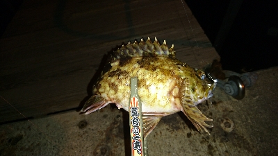 アジを求めて・・・