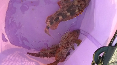 大物が釣れた！